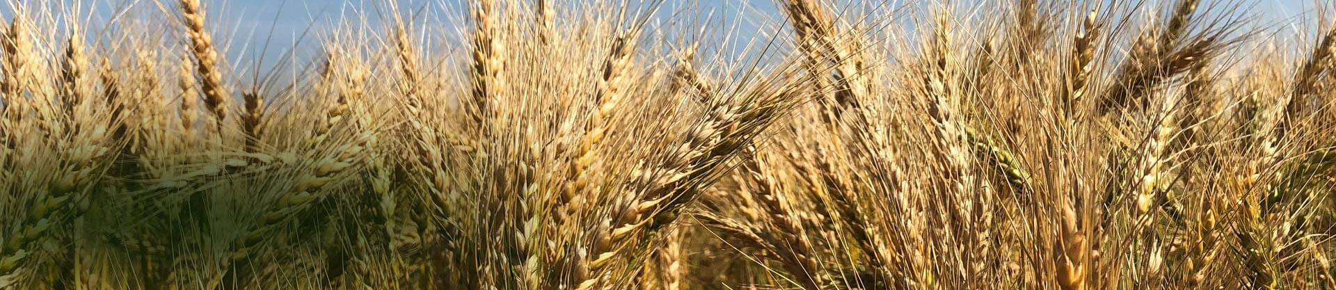 Integrated strategies for fusarium head blight management in spring wheat in Manitoba