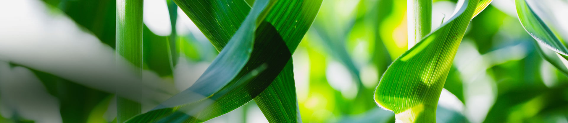 The Manitoba Corn Initiative: Fertilization strategies for corn after canola