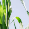 news-release-07-bg-optimized news-release-07-bg-optimized