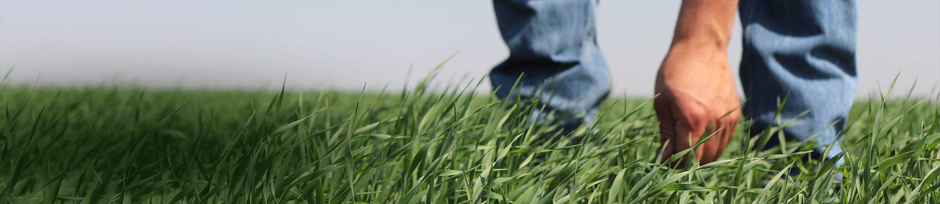 Identifying weed competitive varieties in wheat and barley