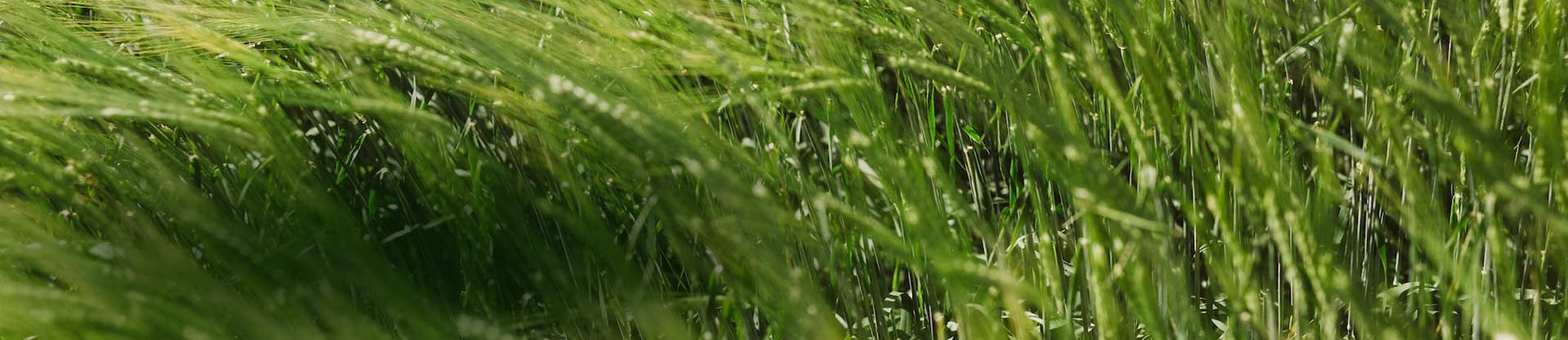 Breeding and development of intermediate wheatgrass as a perennial grain crop for western Canada