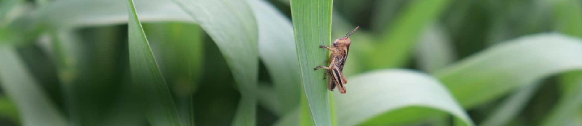 Pest Management in Winter Wheat – Diseases and Insects