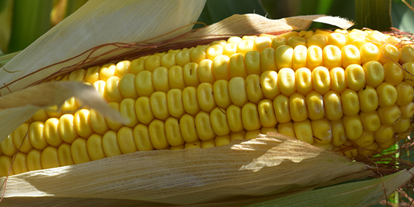 crop-profile-corn-01