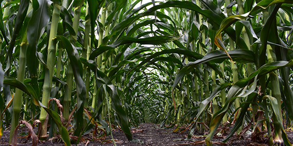 crop-profile-corn-02
