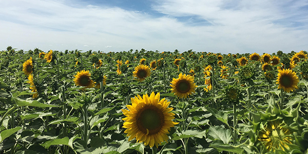 crop-profile-sunflower-01