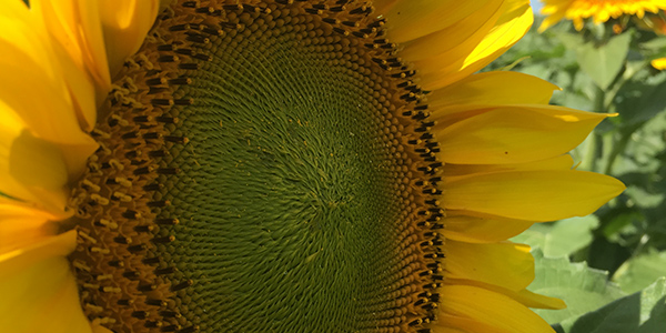 crop-profile-sunflower-02