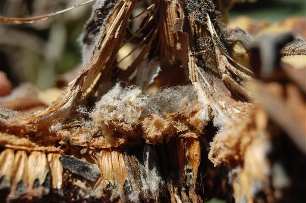 Coarse dirty white to gray threadlike fungal growth of Rhizopus spp in sunflower head Bob Harveson University of Nebraska