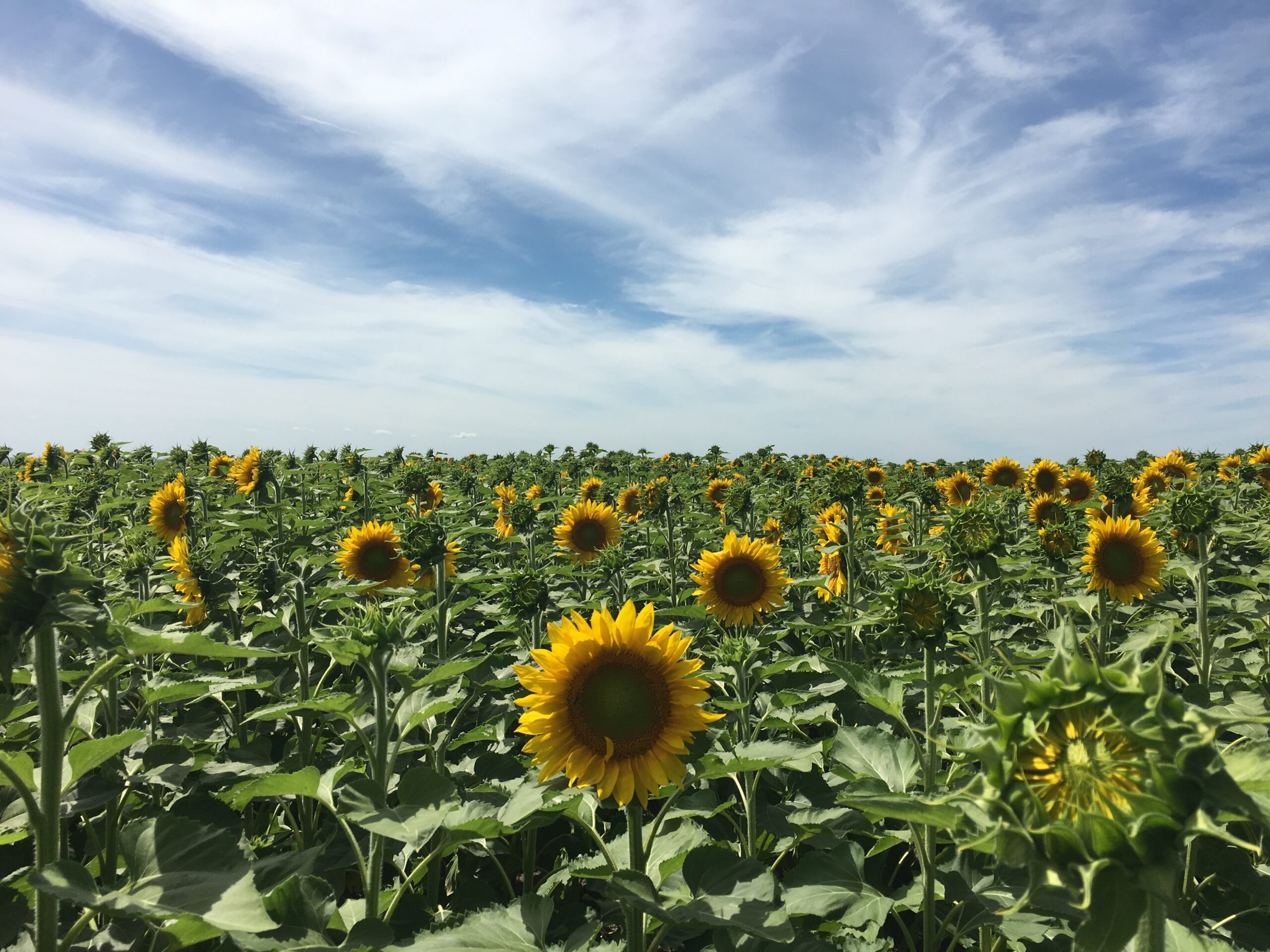 Development of long-type confection sunflower hybrids