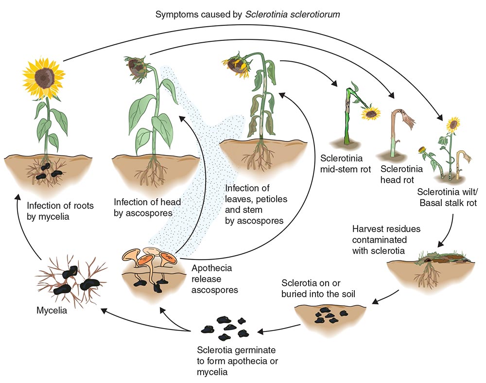 Sclerotinia Sunflower Disease Cycle v1 American Phytopathology Society