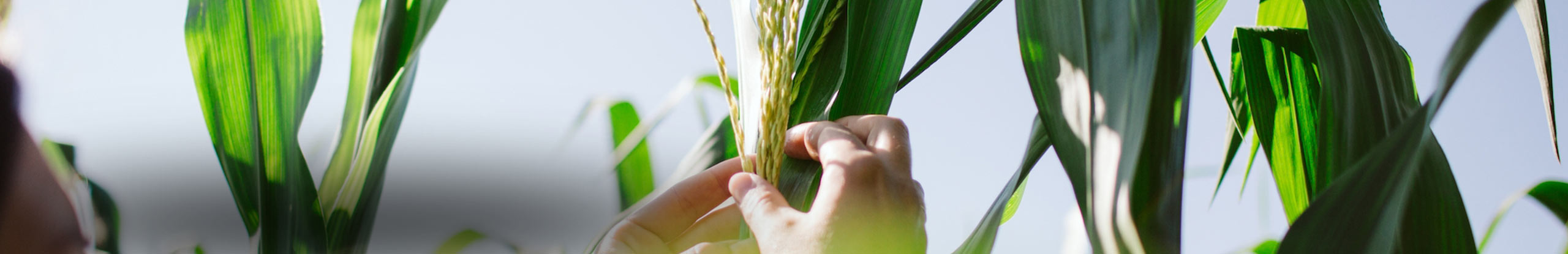 The Manitoba Corn Initiative: Corn in crop rotation