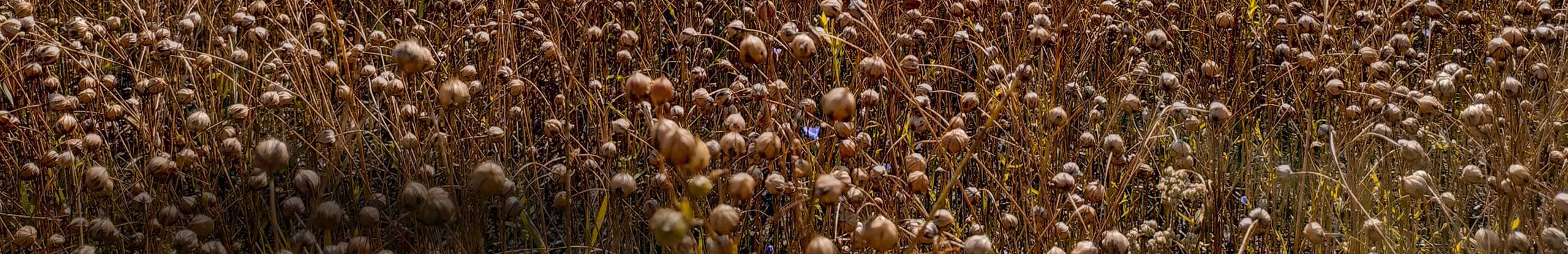 Growing Flax – Production, Management & Diagnostic Guide