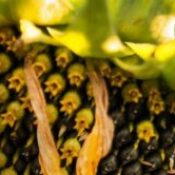 header-bg-sunflower-frost-opt header-bg-sunflower-frost-opt