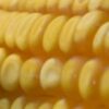header-bg-yield-in-corn