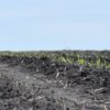 is-corn-susceptible-to-spring-frosts-header