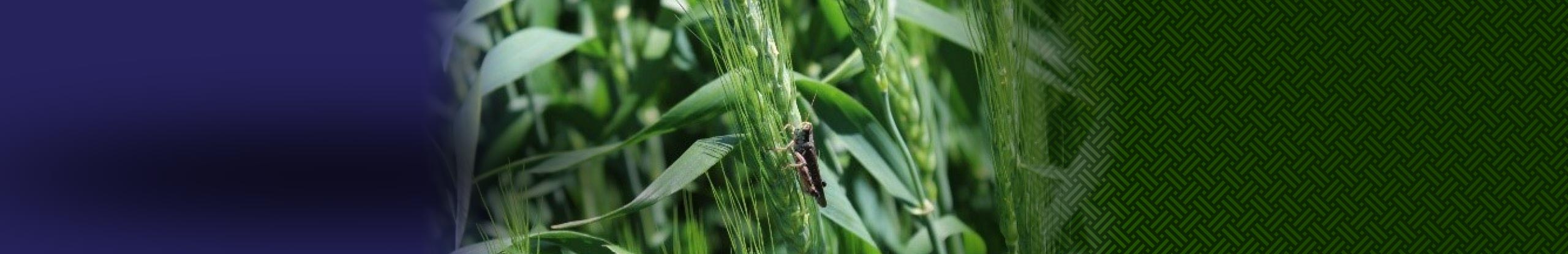 Grasshoppers: Forecast, Monitoring and Management