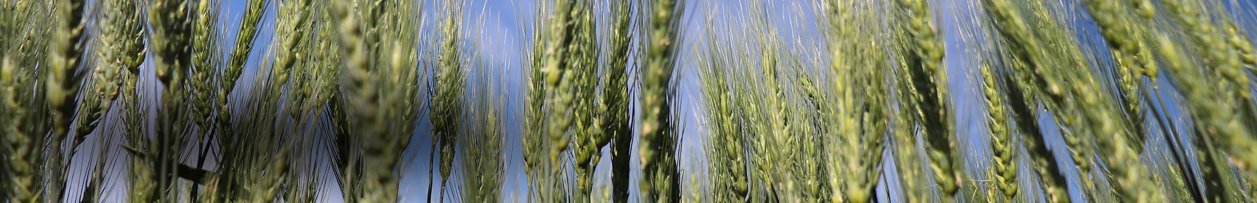 Factsheet: Optimizing Nitrogen Fertilizer Management Strategies for High-Yielding Spring Wheat in Manitoba