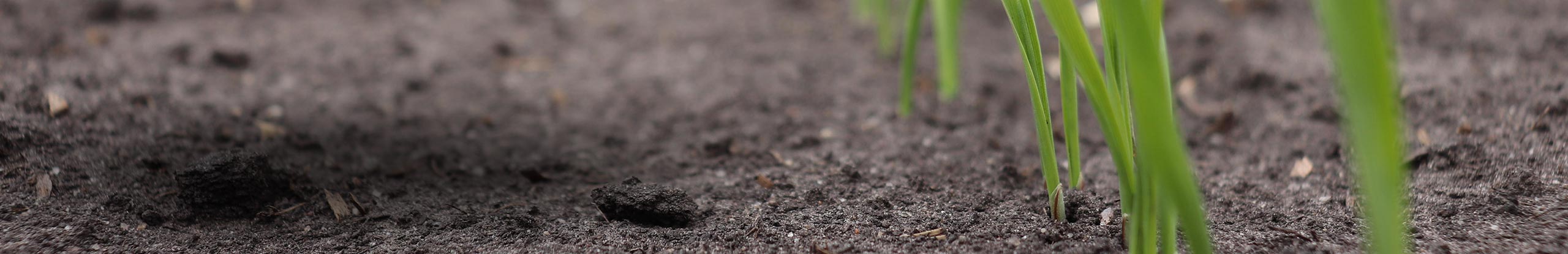 Dry Soils Impacting Winter Wheat Emergence?