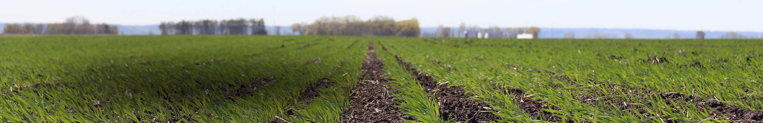 Winter Wheat: Fertility Requirements and Assessing Survival