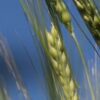production-resource-barley-bg