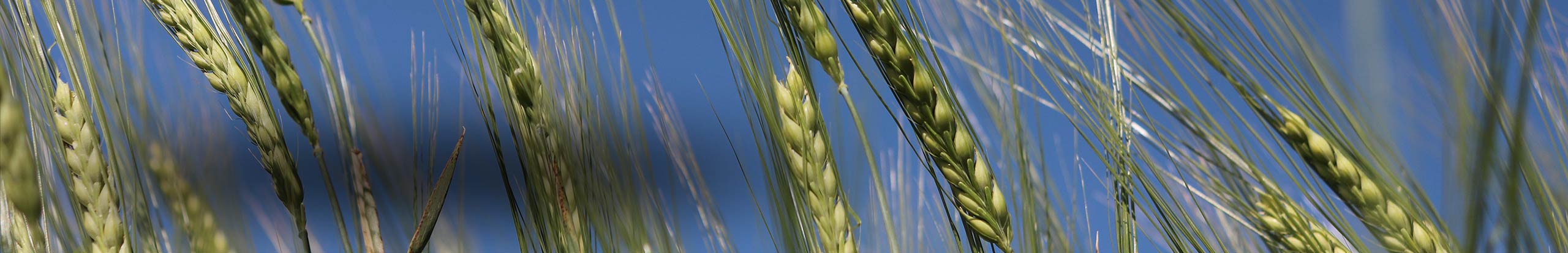 Enhancing capacity of barley breeding programs in western canada: establishing disease nurseries and a pre-breeding platform