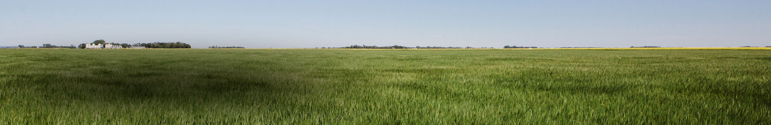 Rotational effects and optimized plant spatial arrangement for wheat production in Manitoba