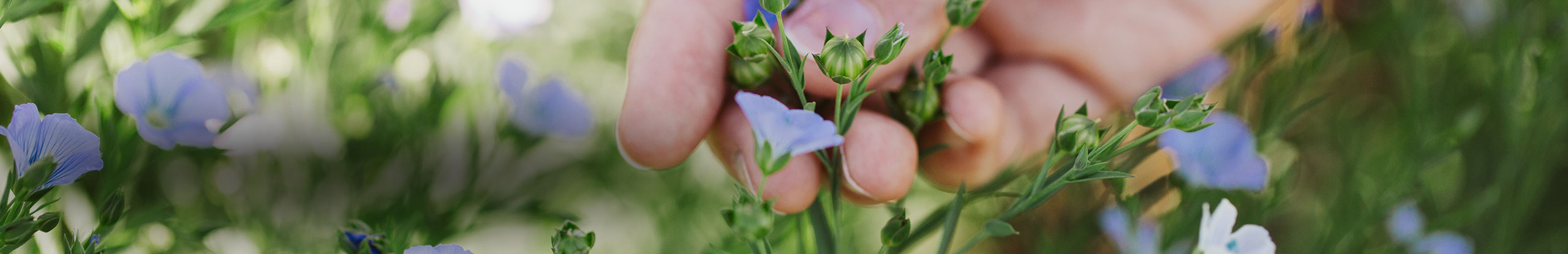 Growing Flax – Production, Management & Diagnostic Guide