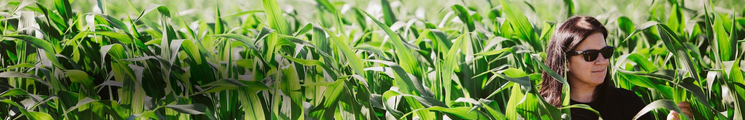 The Manitoba Corn Initiative: Optimum residue management in corn