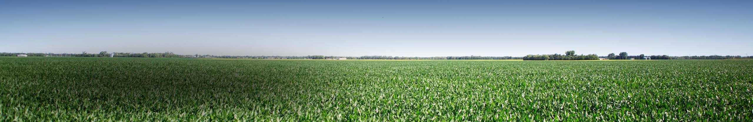 The Manitoba Corn Initiative: Fertilization strategies for alternative tillage systems for corn production