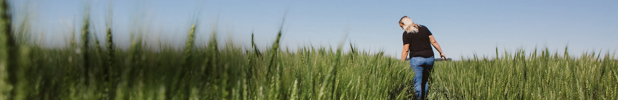 Enhancing fusarium head blight research capacity to reduce mycotoxin contamination in wheat