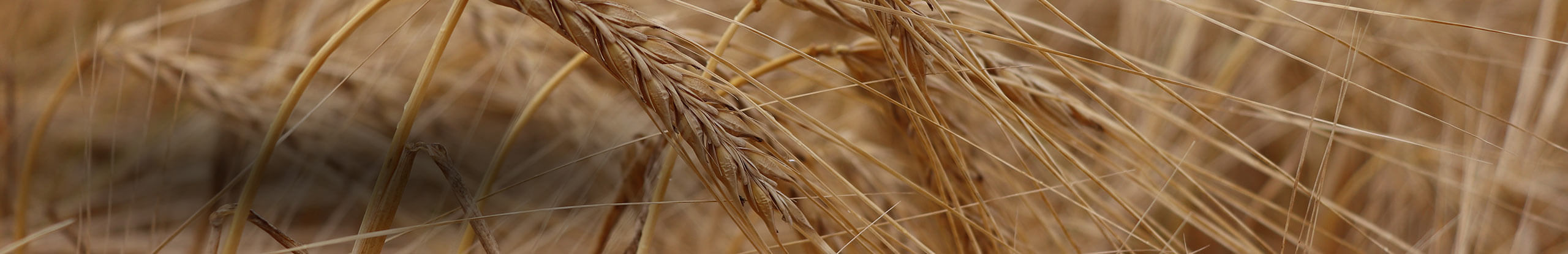 Maximizing feed barley yield while minimizing lodging