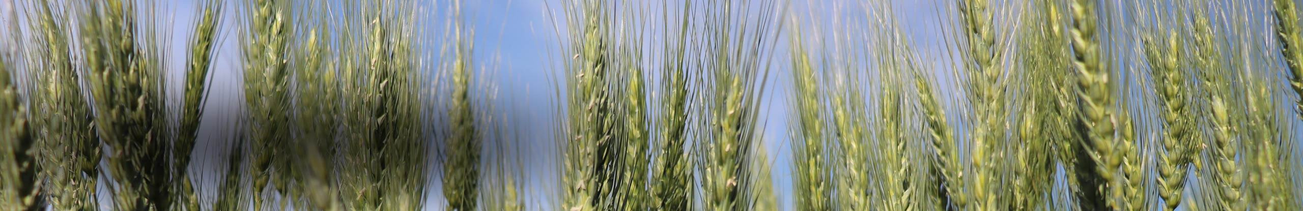 Increasing grain yield in CWRS wheat while maintaining grain protein levels and baking quality