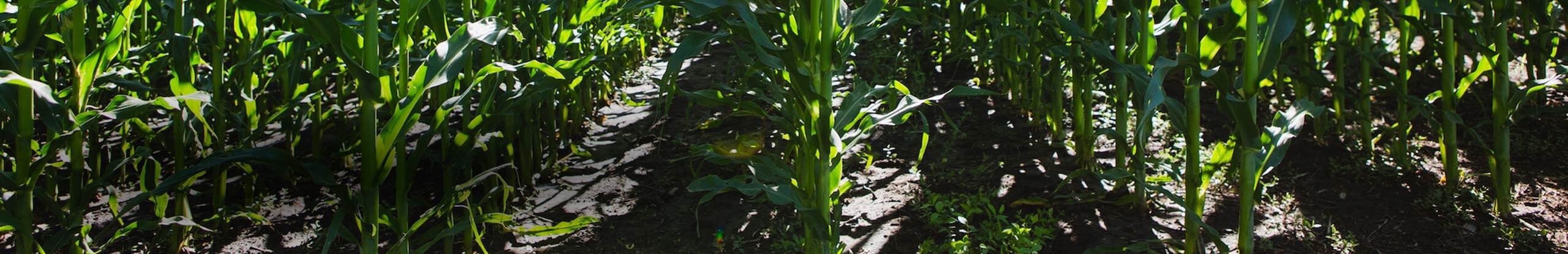 Corn population and row spacing project