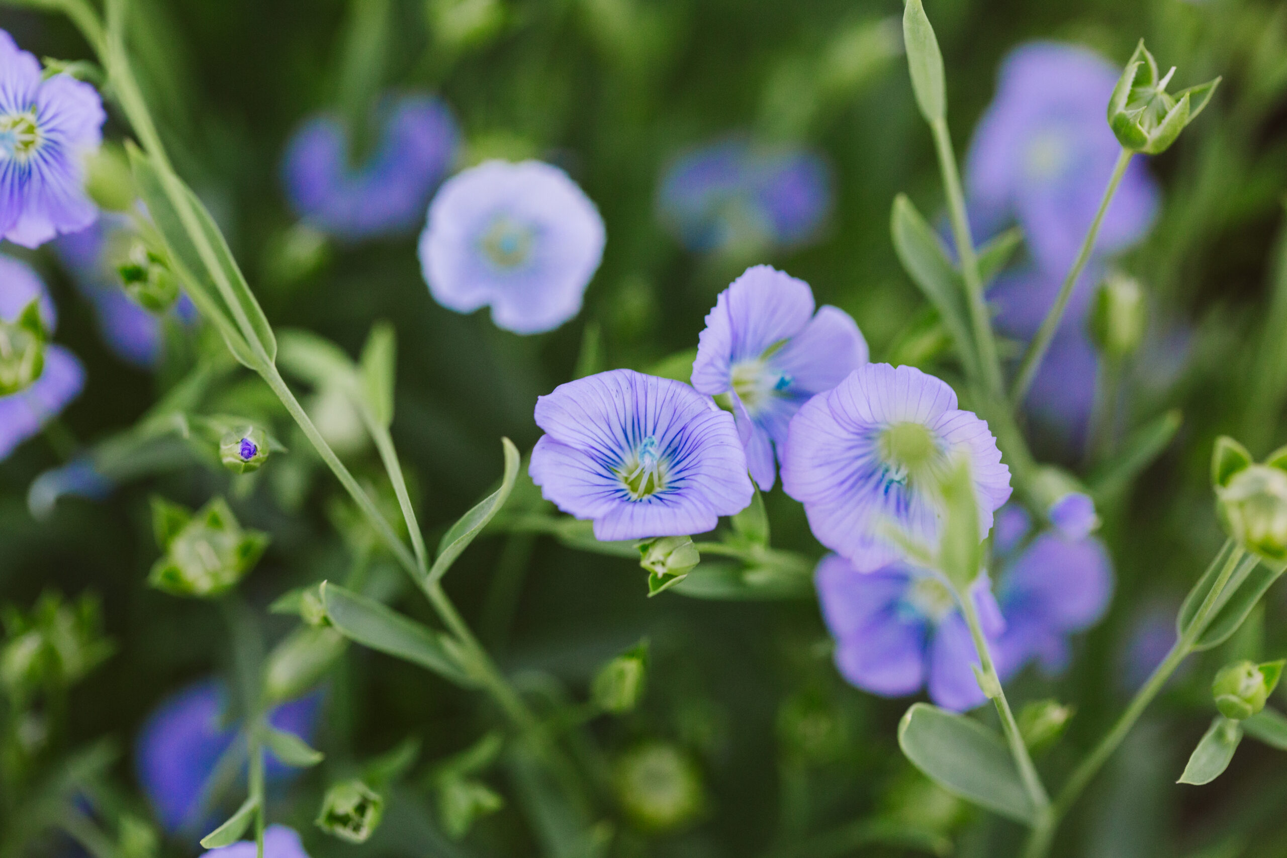 Factsheet: Flax Herbicide Recropping Restrictions