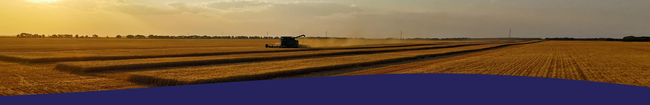 Control of Perennial Weeds