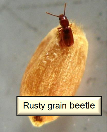 Preventing and Monitoring for Insects in Stored Grain – Manitoba Crop ...