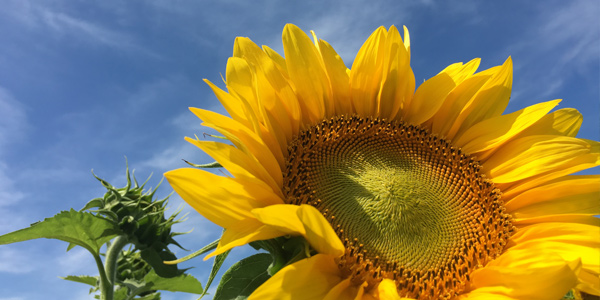 crop-profile-sunflower-03
