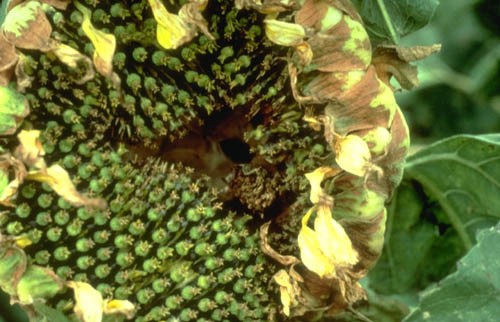 Sunflower bud moth damage. Photo credit: NDSU.