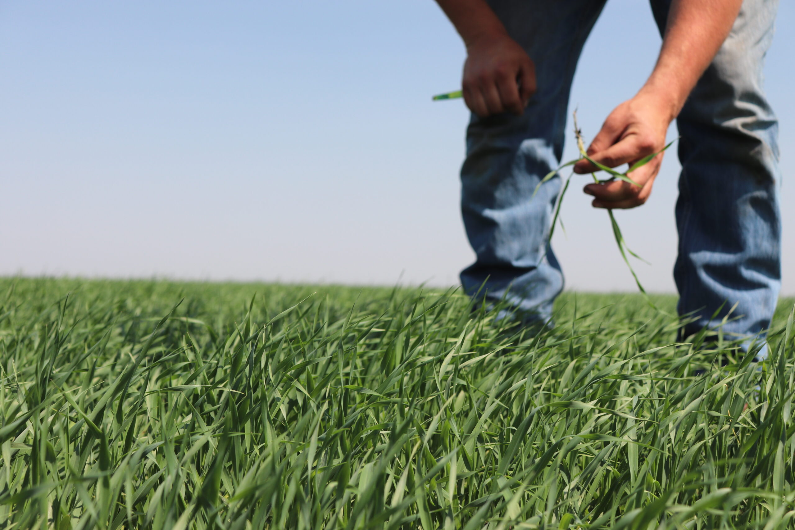 Searching for resistance to bacterial leaf streak in wheat and barley