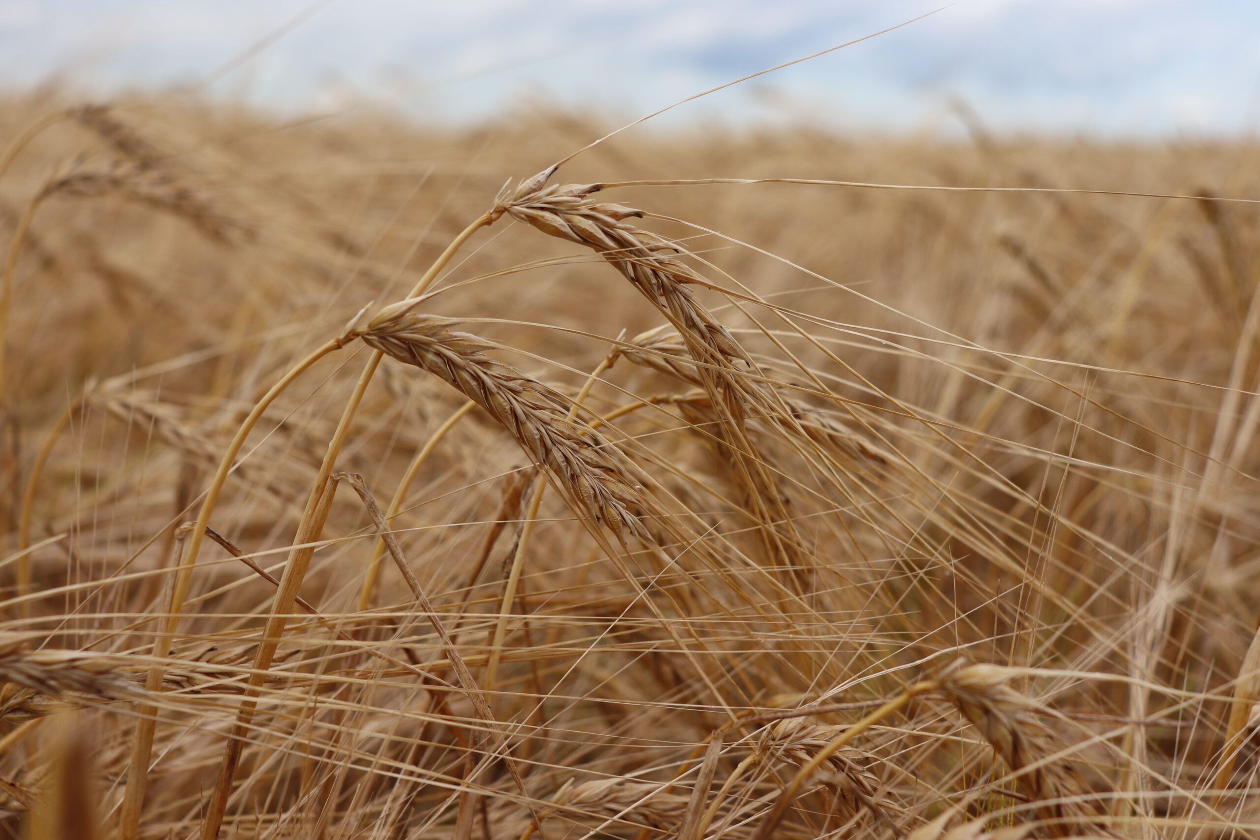 Identifying microbial inocula to increase salt tolerance in barley