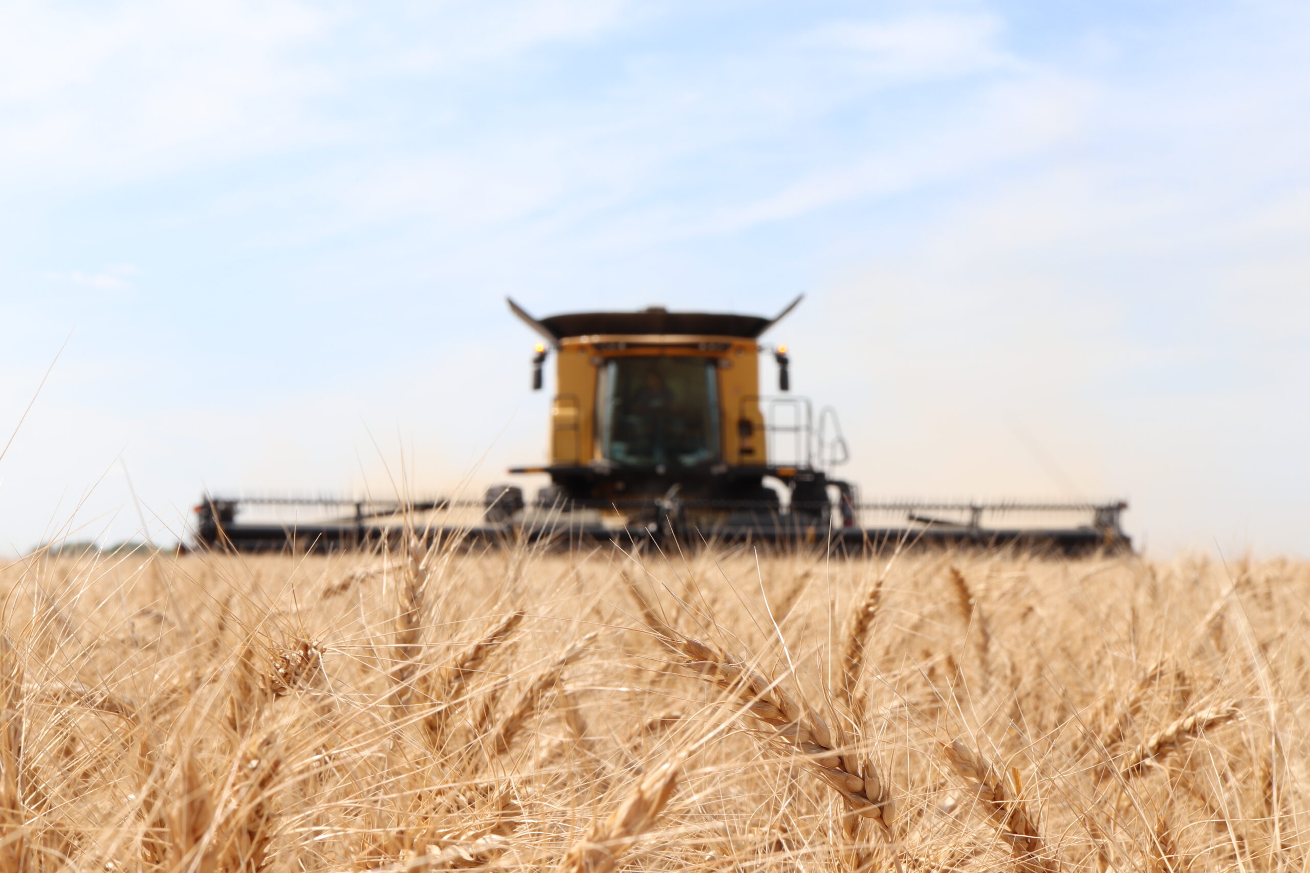 Unraveling wheat Sprouting to Boost the Market for Manitoba Wheat (MANI-S-WHEAT)