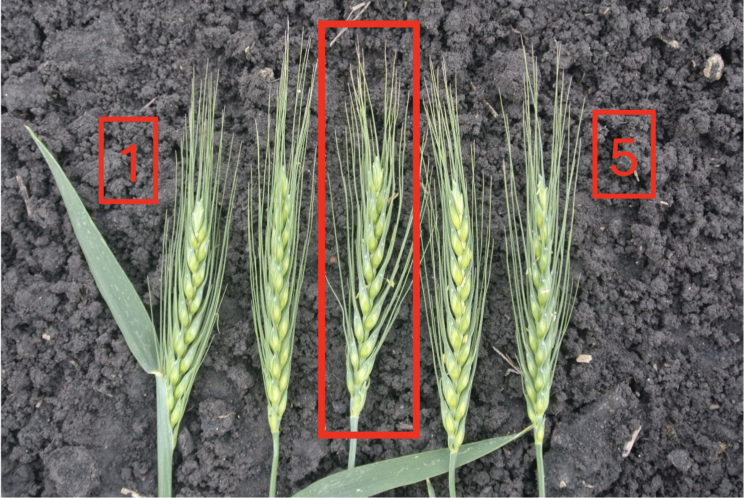 Figure 1. Spring wheat at different growth stages (head emergence to flowering). Photo used with permission from Dr. Andrew Friskop of North Dakota State University.