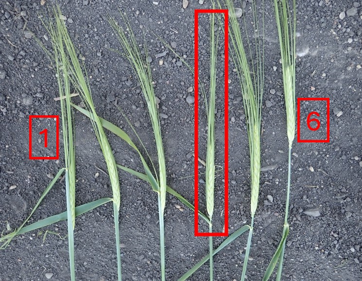 Figure 2. Barley head emergence growth stages. Photo used with permission from Dr. Andrew Friskop of North Dakota State University.