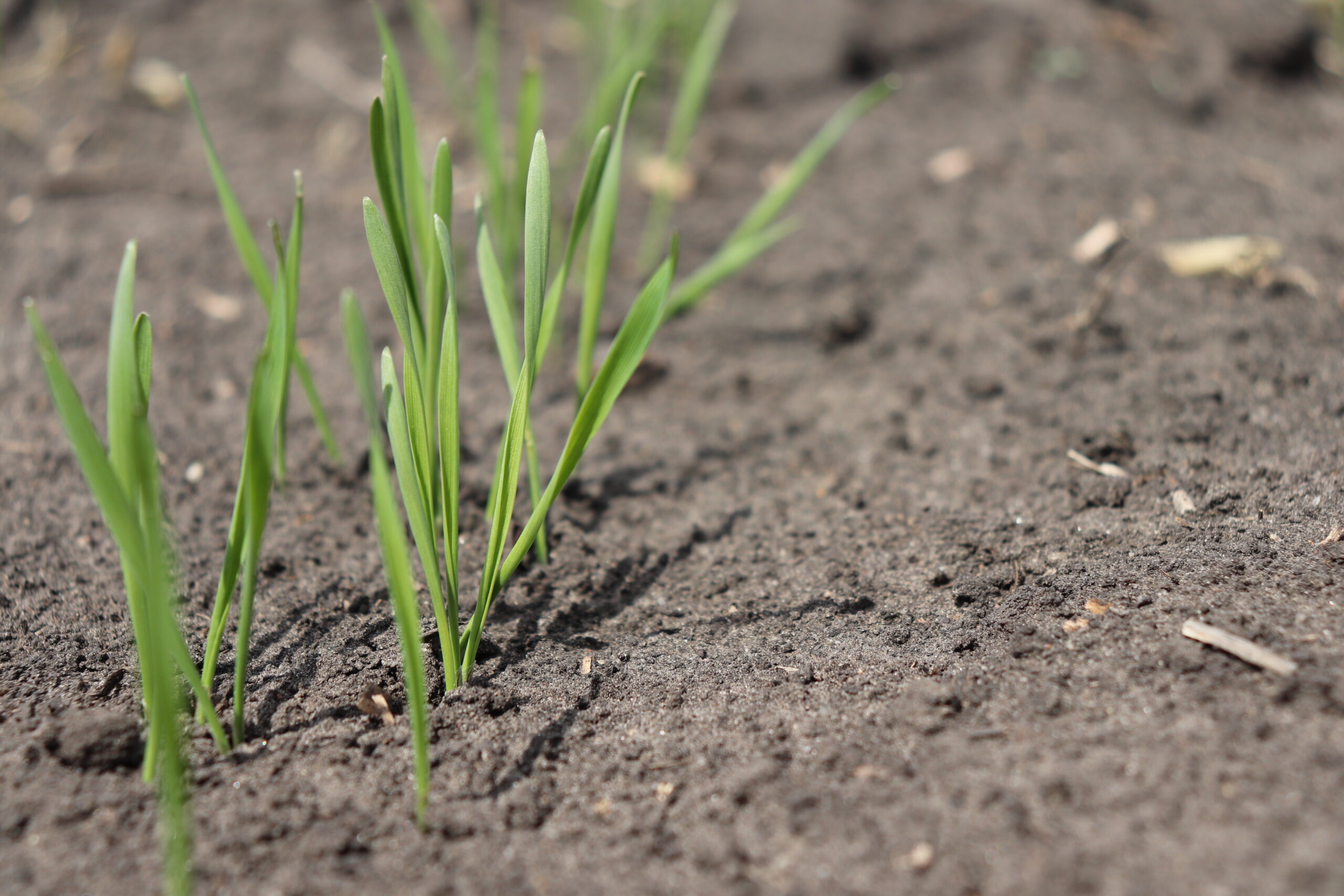 Discovering Moisture: the unknown potential of coleoptile length in wheat under dry seeding conditions