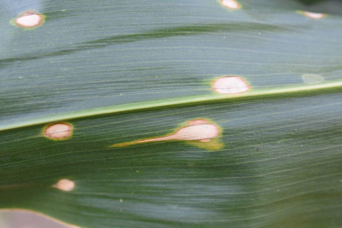 Holcus spot on corn leaf