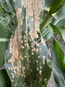 Diquat drift on corn leaf