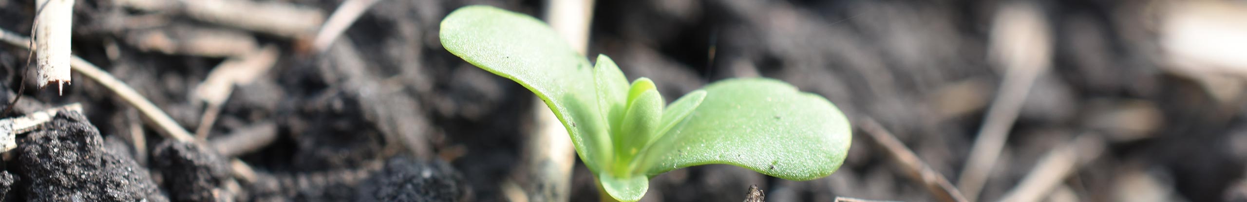 Diseases Affecting Flax