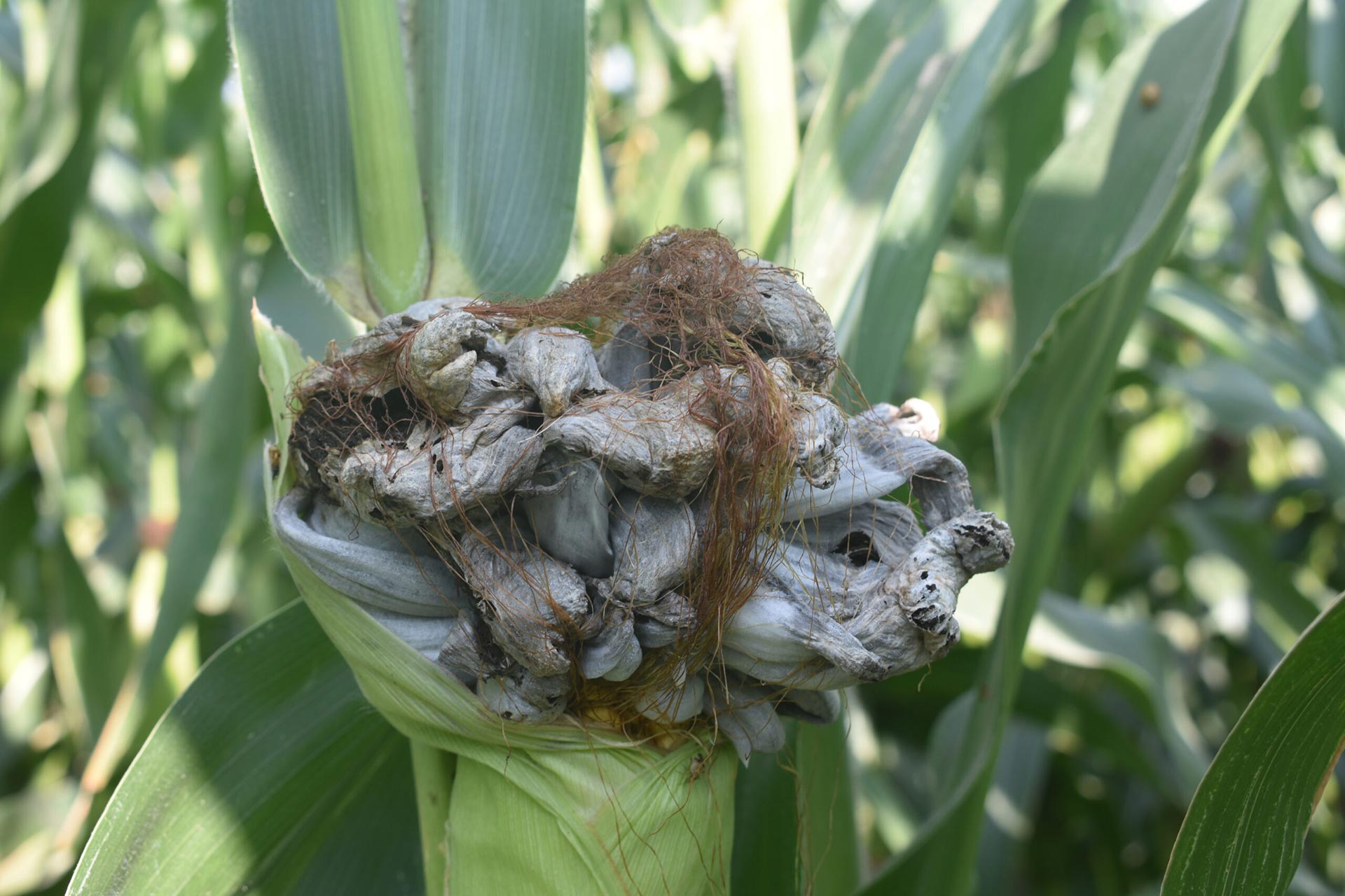 Corn Disease Diagnosis: Smut & Leaf Diseases
