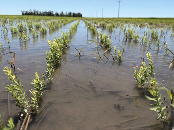 Partially flooded flax field. Photo by Eric Tyschinski, MCA summer student.