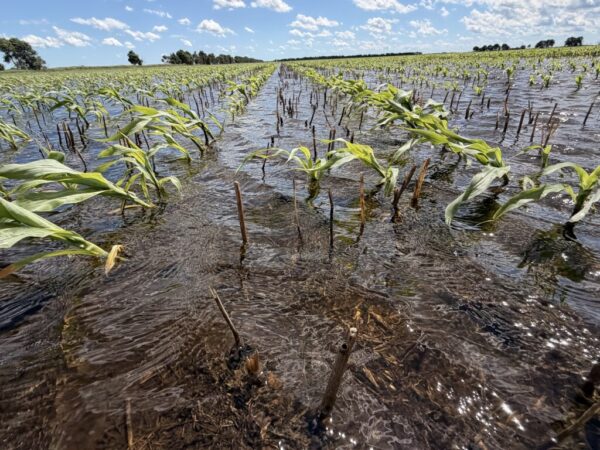 Partially flooded corn field. Photo by Eric Tyschinski, MCA summer student.