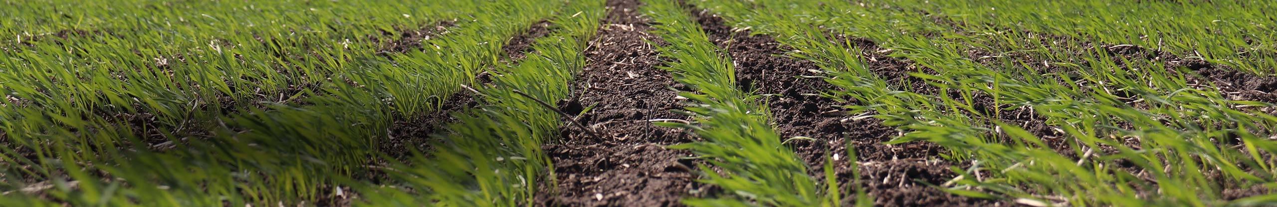 Spring Wheat FHB Fungicide Use